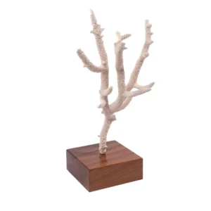 Acropora Nobilis Koralle auf Walnussbasis